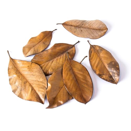 Galapagos (05150) Natural Magnolia Leaf Litter – Reptile Substrate for Bioactive Vivariums, Bearded Dragon, Gecko, and Snake Tank Accessories, 100% Natural Terrarium Décor, 4Qt