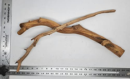 Josh's Frogs Manzanita Wood (Large) - size: Large