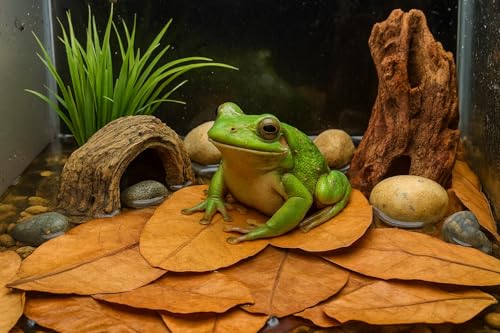 Frog Tank Accessories – 100 Pcs 3" Indian Almond Catappa Leaves, Natural Leaf Litter for Tree Frogs, Bioactive Terrarium Accessories, Amphibian Habitat Decor