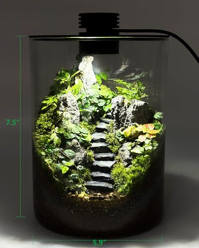 Desktop Glass Terrarium with Grow Light (7.5" H x 5.9" D) - for Succulents, Moss, Mini Gardens, Betta Fish Tanks, Mushroom Cultivation | Indoor Plant Growth | Office/Home Decor | Plant Lover Gifts - size: 7.5”