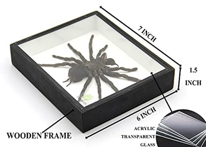 Real Giant Bird Eating Tarantula EURYPEIMA SPINCRUS Spider Taxidermy Transparent Boxed Display (Black Wooden Box) - color: Black Wooden Box
