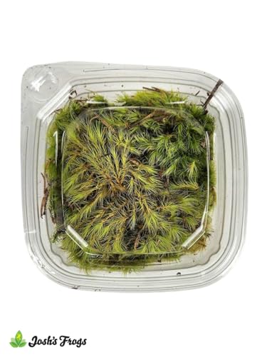 Sprig & Stone Fresh Mood Moss | Medium
