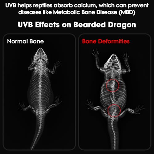 12-Inch UVB Reptile Light,4H/8H/12H Timer,3 Modes Lighting,5 Level Brightness, 12W UVA UVB Lamp for Desert Tropical Animals Bearded Dragons Turtle Chameleon Tortoises Gecko Snake Frog