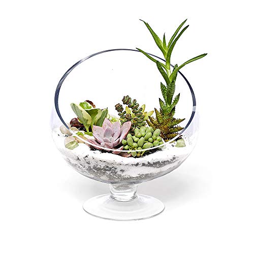 WGV Slant Cut Bowl Glass Vase with Stand, Width 8.25", Height 8.75", Clear Planter Terrarium, Candy Dish, Fruit Jar for Wedding Party Event, Home Office Decor, 1 Piece - size: Pedestal 8.5"H