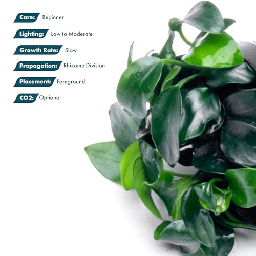 Anubias Live Aquarium Plants - Potted Freshwater Plant for Fish Tanks, Terrariums - Beginner Friendly Low Light (Nana Petite, 3 Pots) - color: Nana Petite, size: 3 Pots