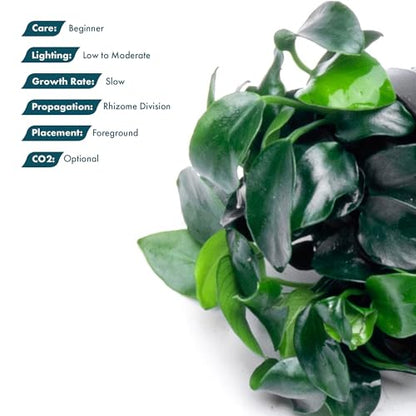 Anubias Live Aquarium Plants - Potted Freshwater Plant for Fish Tanks, Terrariums - Beginner Friendly Low Light (Nana Petite, 3 Pots) - color: Nana Petite, size: 3 Pots