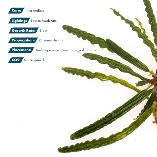 Live Plants - Fenestratarum Mulyadii (Fenestratarum mulyadii) - Low to Medium Light, Deep Green, Hardscape, Terrarium or Paludarium Placement - Rhizome/Epiphyte Growth - Loose, 1 Pack - color: Fenestratarum Mulyadii, size: Loose / Bare Root