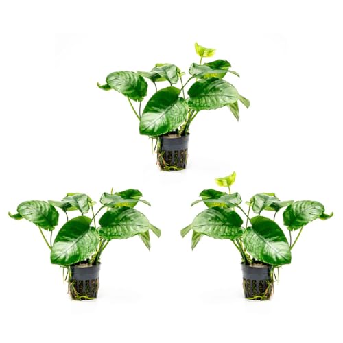 Anubias Live Aquarium Plants - Potted Freshwater Plant for Fish Tanks, Terrariums - Beginner Friendly Low Light (Barteri Wrinkle Leaf, 3 Pots) - color: Barteri Wrinkle Leaf, size: 3 Pots