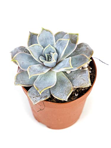 Josh's Frogs Desert Plant Kits for Arid Bioactive Terrariums (Small) - size: Small