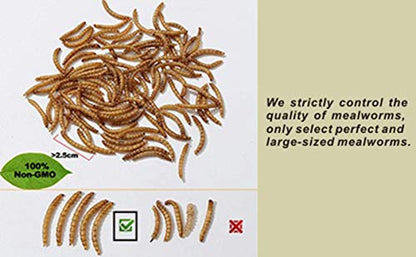 Non-GMO Dried Mealworms 6LB, 100% Natural Large Size No Moisture,Treats for Birds Chickens Hedgehog Hamster Fish Reptile Turtles (6lb) - size: 6 Pound (Pack of 1)