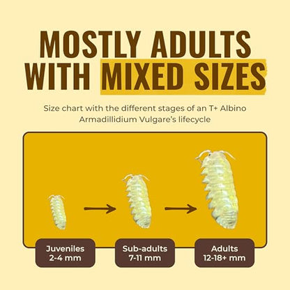 Creation Cultivated 12+ T+ Albino Armadillidium vulgare Isopods Live - Live Bugs for Bioactive Terrarium, Vivarium Clean-up Crews, and Reptile Food - Easy-Care Isopods for Terrarium