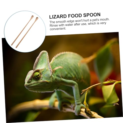 BESPORTBLE 2pcs Stainless Steel Lizard Feeding Spoon Set Long Handle Food Scoop for Small Pets Reptile Feeding Tool for Lizards and Other Small Animals - color: Rose Gold
