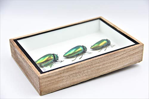Jewel Beetle Mounts Insect Animals Taxidermy in Framed (3 Sternocera Aeguisignata Closed Wings) - style: 3 Sternocera Aeguisignata Closed Wings