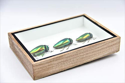 Jewel Beetle Mounts Insect Animals Taxidermy in Framed (3 Sternocera Aeguisignata Closed Wings) - style: 3 Sternocera Aeguisignata Closed Wings