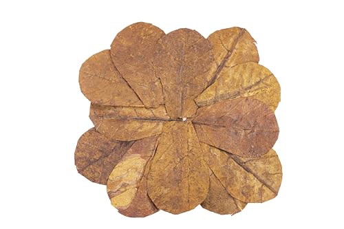 Frog Tank Accessories – 100 Pcs 3" Indian Almond Catappa Leaves, Natural Leaf Litter for Tree Frogs, Bioactive Terrarium Accessories, Amphibian Habitat Decor