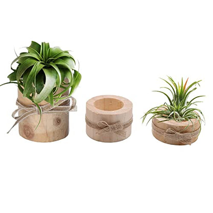 Wooden Air Plant Holder Pack of 3 Wooden Air Plants Holders Air Plants Terrarium Tillandsia Streptophylla Xerographica Holders Succulent Pot Tea light Holder