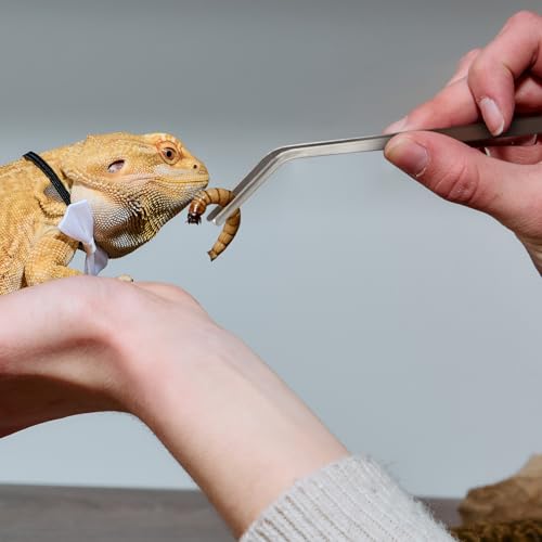 Geyoga Bearded Dragon Feeder with Suction Cups and 2 Tweezers Chameleon Bug Bowl Bug Feeder for Bearded Dragon Acrylic Reptile Feeding Box Tank and Aquarium Accessories for Lizard Gecko Frog(Clear) - color: Clear