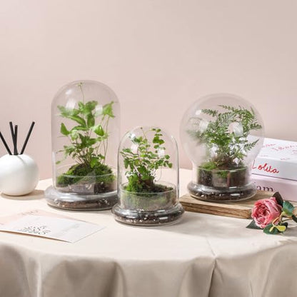 WHJY 6 inches Glass Cloche for Indoor Plants Small Terrarium Glass Cloche with Base Mini Cloche Dome with Base for Display Home Decor - size: 6.3"
