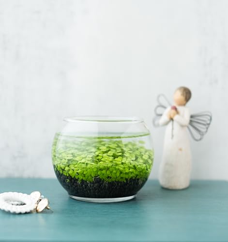 Water Terrarium Kit with Mini Glass Bowl, substrate and seeds | Create Your Own Indoor Garden| DIY Complete Set for Simple, Stunning Growth Unique Gift for nature lover (3.75" H - 4.5" W) - size: 3.75" H - 4.5" W