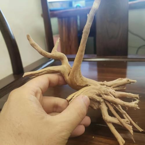 YZHZOM 8pcs Natural Small Spiderwood Driftwood for Aquarium Decor Aquarium Driftwood Freshwater Reptile Driftwood Aquarium spiderwood (spiderwood 5-6inch 8pcs)