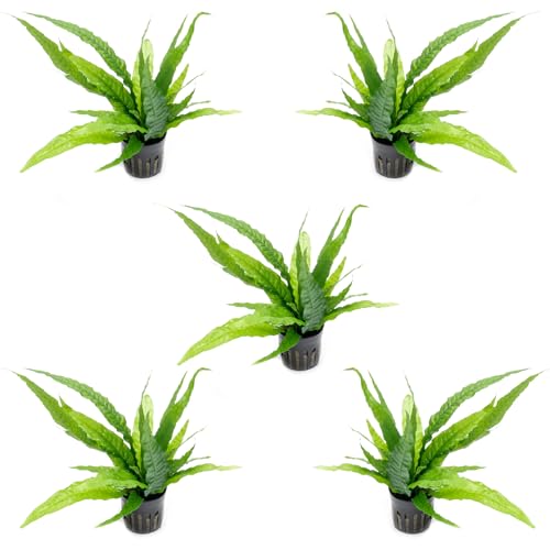 Java Fern Live Aquarium Plants - Potted Freshwater Plant for Fish Tanks - Beginner Friendly, Low Light (Java Fern, 5 Pots) - color: Java Fern, size: Pot - 5 Count