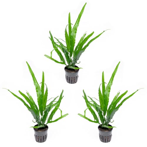 Java Fern Live Aquarium Plants - Potted Freshwater Plant for Fish Tanks - Beginner Friendly, Low Light (Needle Leaf, 3 Pots) - color: Needle Leaf, size: Pot - 3 Count
