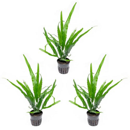 Java Fern Live Aquarium Plants - Potted Freshwater Plant for Fish Tanks - Beginner Friendly, Low Light (Needle Leaf, 3 Pots) - color: Needle Leaf, size: Pot - 3 Count