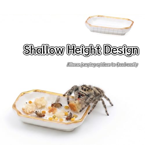 6 Pcs Ant Mini Feeding Dish Cricket Plastic Eating Basin for Ant Scorpion Cricket Snail Crab Manti Millipede Small Insects