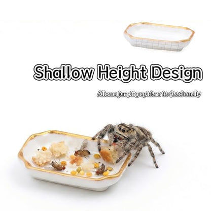 6 Pcs Ant Mini Feeding Dish Cricket Plastic Eating Basin for Ant Scorpion Cricket Snail Crab Manti Millipede Small Insects