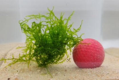 Enchanting Aquatic Moss Collection: Create a Lush Underwater Landscape with Easy-Care Varieties - Perfect for Aquarium Décor and Aquascaping (3 Subwassertang Moss - Golfball Size) - style: 3 Subwassertang Moss - Golfball Size
