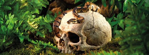 Exo Terra Primate Skull Terrarium D