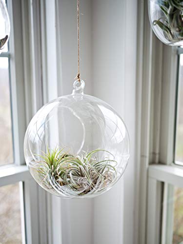 WGVI WGV Hanging Terrarium Globe, Width 8", Height 9", DIY Air Succulent Planter, Clear Glass Vase Orb with Flat Bottom, Candle Holder for Windowsill Outdoor Garden Decor, 1 Piece - size: 8" Flat Bottom