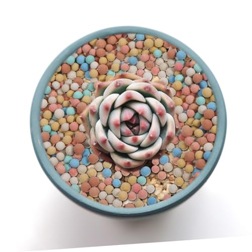 Ceramsite Gardening Decor Hydro Ceramsite Balls for Succulent Cactus Surface Decoration Air Permeable Horticultural Rocks for Use