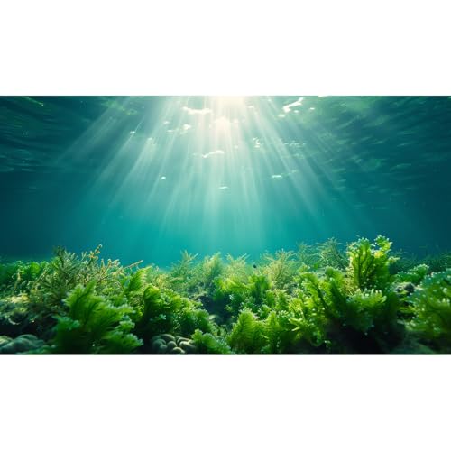 Deep Ocean Fish Tank Background Under The Sea Aquatic Plants Aquarium Background Underwater Corals Sunray Terrarium Backgrounds Tropical Fish Ocean World Aquarium Backgrounds Decorations 24x12in - color: Peak Green, size: 24(W)x12(H)inches/ 60(W)*30cm(H)