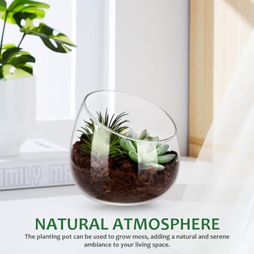 Homoyoyo Clear Glass Terrarium Bowl Vase Slanted Mouth Decorative Bowl for Succulents Moss Air Plants Small Indoor Planter for Desks Bookshelves Home Centerpieces 4.72 X 4.33 X 3.93 in