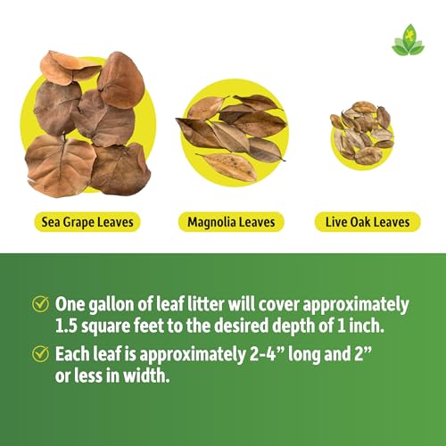 Josh's Frogs Organic Live Oak Leaf Litter, 1 Gallon/500 Leaves | USA Collected
