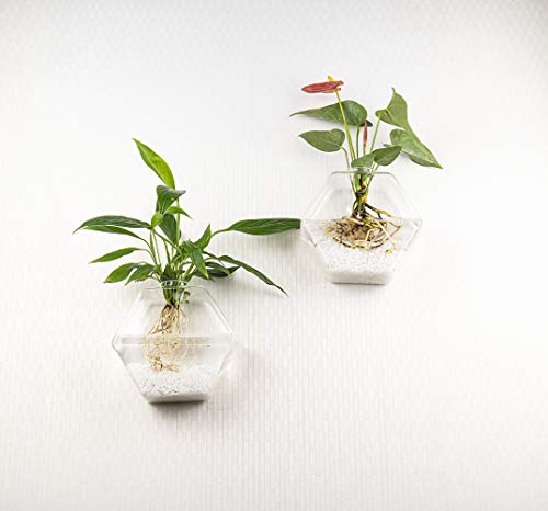 Kingbuy Hexagon Wall Planter Set - 3 Pack Glass Propagation Terrarium Vases with Hanging Mounts for Indoor Plants, Air Plants & Hydroponic Stations Home Office Decor, Plant Lover Gifts (Large) - size: Large