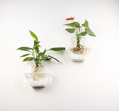 Kingbuy Hexagon Wall Planter Set - 3 Pack Glass Propagation Terrarium Vases with Hanging Mounts for Indoor Plants, Air Plants & Hydroponic Stations Home Office Decor, Plant Lover Gifts (Large) - size: Large