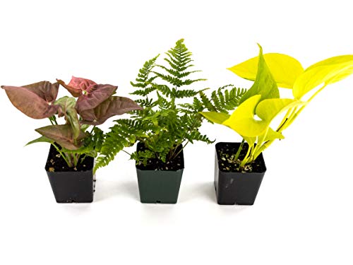 Josh's Frogs 24x18x18/20 Gallon Long Ball Python Plant Kit - size: 24x18x18/ 20 Gallon Long