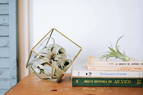 Heptahedron Geometric Glass Terrariums - Set of 2 Air Plants Holder-Tillandsia Red Abdita, Ionantha and Small Xerographica-Home and Garden Decor-Easy Care Indoor and Outdoor Plants