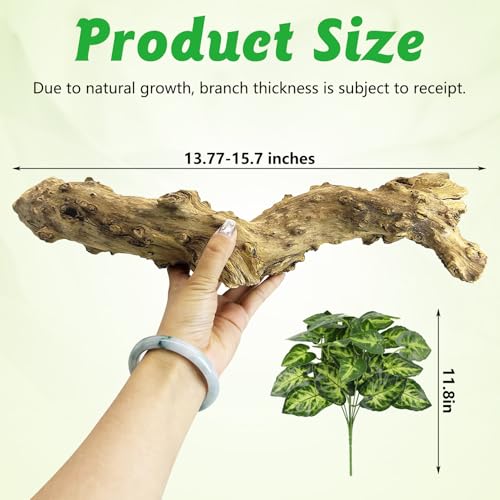 Reptile Branch Decor 2 Pcs Snake Climbing Wood Branches Lizard Habitat Decorations Terrarium Natural Forest Tree Trunk Ornament for Bearded Dragon Geckos Chameleon Frog
