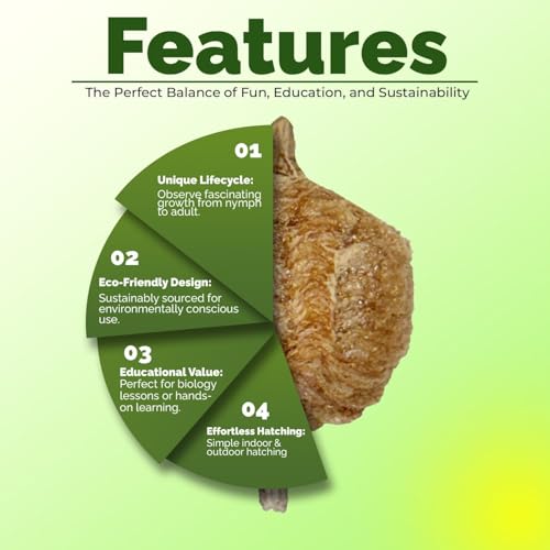 USMANTIS Chinese Praying Mantis Egg Case Kit, 1 Pack | STEM learning project with clear enclosure, supports hatching up to 400 nymphs for observation and educational activities. - size: Pack of 10