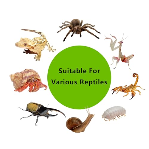 Plastic Reptile Terrarium 12.6" x 8.7" x 3.9" | Clear Viewing Easy Observation Idea for Feeding, Breeding, Quarantine