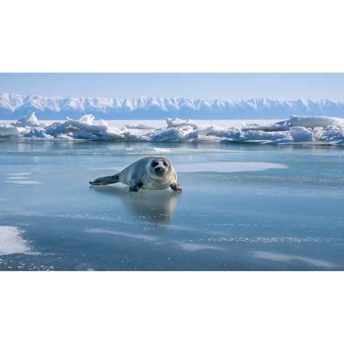 Winter Landscape Aquarium Background Frozen Lake Baby Seal On Lake Ice Fish Tank Background Winter Mountains Frozen Lake Seal Terrarium Backgrounds Wintry Iceberg Reptile Tank Backgrounds 24x12in - color: Light Blue, size: 24(W)x12(H)inches/ 60(W)*30cm(H)