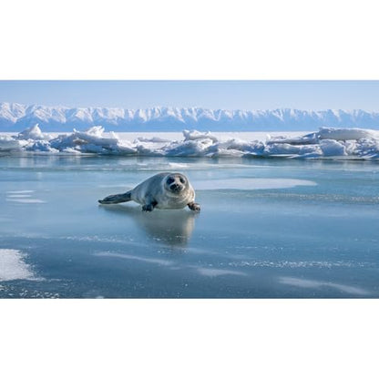 Winter Landscape Aquarium Background Frozen Lake Baby Seal On Lake Ice Fish Tank Background Winter Mountains Frozen Lake Seal Terrarium Backgrounds Wintry Iceberg Reptile Tank Backgrounds 24x12in - color: Light Blue, size: 24(W)x12(H)inches/ 60(W)*30cm(H)