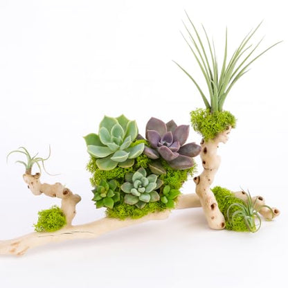Koyal Wholesale 24" Natural Grapevine, Sandblasted Reptile Wood Branches, Terrarium Grapewood, Reptile Branch, Grapewood Branch, Grapevine Wood for Wedding Centerpieces, Branch Décor - size: 24 Inch