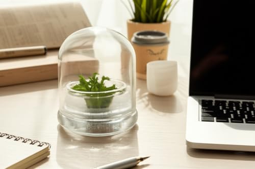 Live Sundew Plant Terrarium – Enclosed Ecosystem with Zero Maintenance – Unique Ecosphere Plants for Home Décor – Drosera Spatula Sundew Plant –Great Gift – Self-Sustaining Terrarium