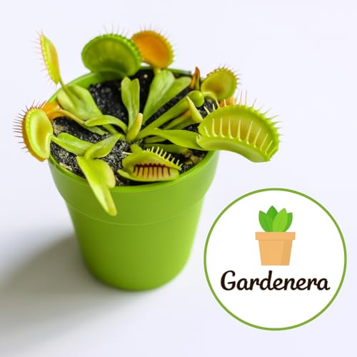Sphagnum Moss Potting Mix for Carnivorous Plants, Moss and Perlite Blend for Potting Venus Fly Traps, Sarracenia, Pitcher Plants - 75% Sphagnum Moss + 25% Perlite - Made in USA - 4 Quart - size: 4 Quart Bag, style: Carnivorous Plant Soilless Mix