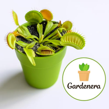 Sphagnum Moss Potting Mix for Carnivorous Plants, Moss and Perlite Blend for Potting Venus Fly Traps, Sarracenia, Pitcher Plants - 75% Sphagnum Moss + 25% Perlite - Made in USA - 4 Quart - size: 4 Quart Bag, style: Carnivorous Plant Soilless Mix