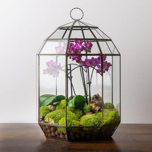 SuperMoss (90406) Glass Terrarium – Modern Glass Planter for Indoor Plants, Succulents, Air Plants & DIY Terrarium Kits, 10.6” x 14.5”, Solarium